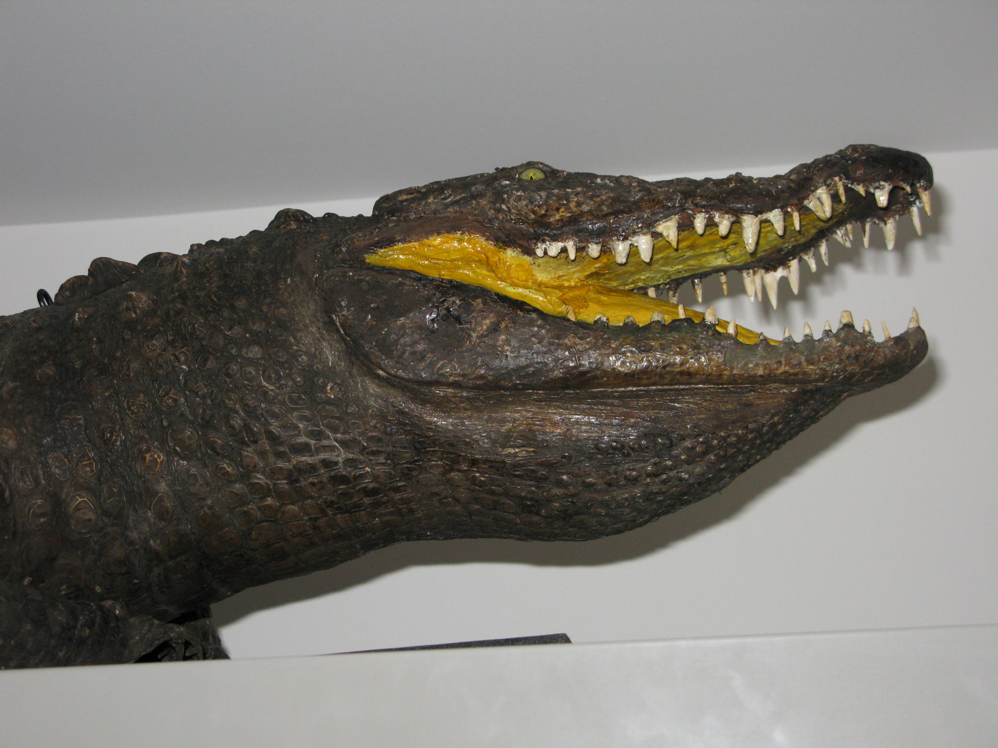 LDRPS: 2015.9.1, 18th or 19th century. This taxidermy Nile Crocodile would have been on display in an apothecary shop. Crocodiles or alligators were a symbol of pharmacy, although it is not clear why. Some say it is because they look like dragons, others because they were exotic, like the medicines kept by the apothecary